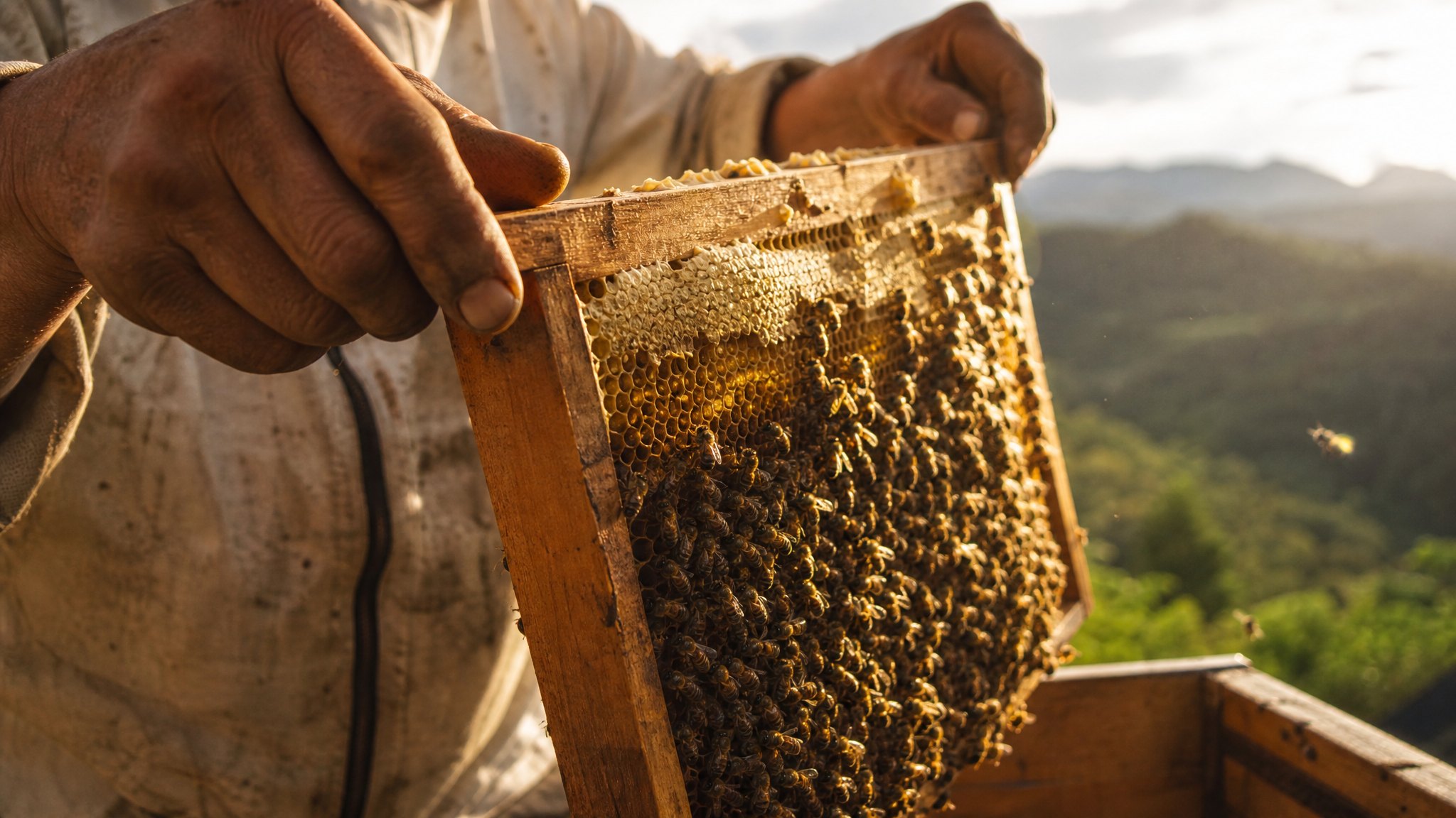 Manos sosteniendo un panal cubierto de abejas al atardecer